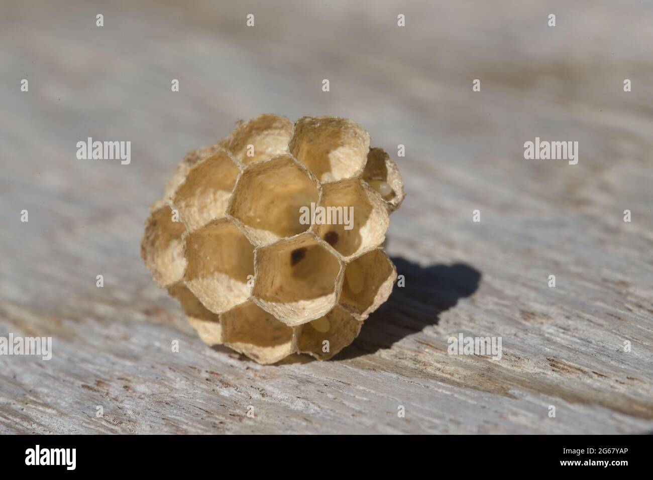 Kleine Papierwespen Nest aus sechseckigen Fächern. Papierfasermaterial auf grauem Holzhintergrund. Natürliche Texturen und Sonnenlicht im Freien. Stockfoto