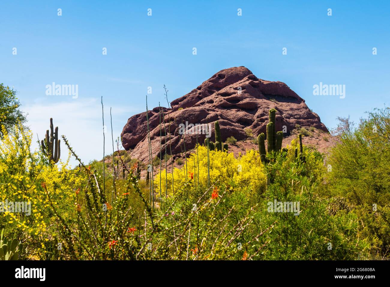 Desert Botanical Garden - Pflanzen & Skulpturen - Papago Park - Jabba the Hutt Stockfoto