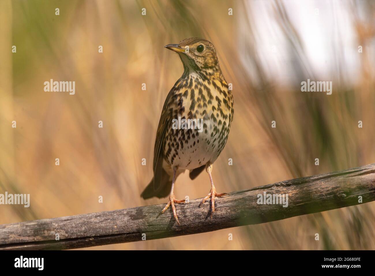 Singdrossel (Turdus philomelos) Malaga, Spanien Stockfoto