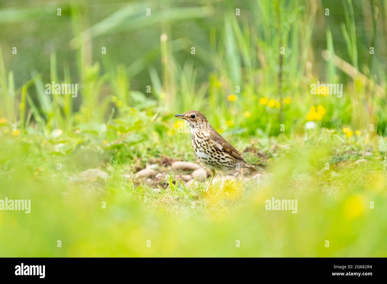 Song Thrush (Turdus philomelos) aufgenommen im Forest Farm Nature Reserve, Cardiff Stockfoto