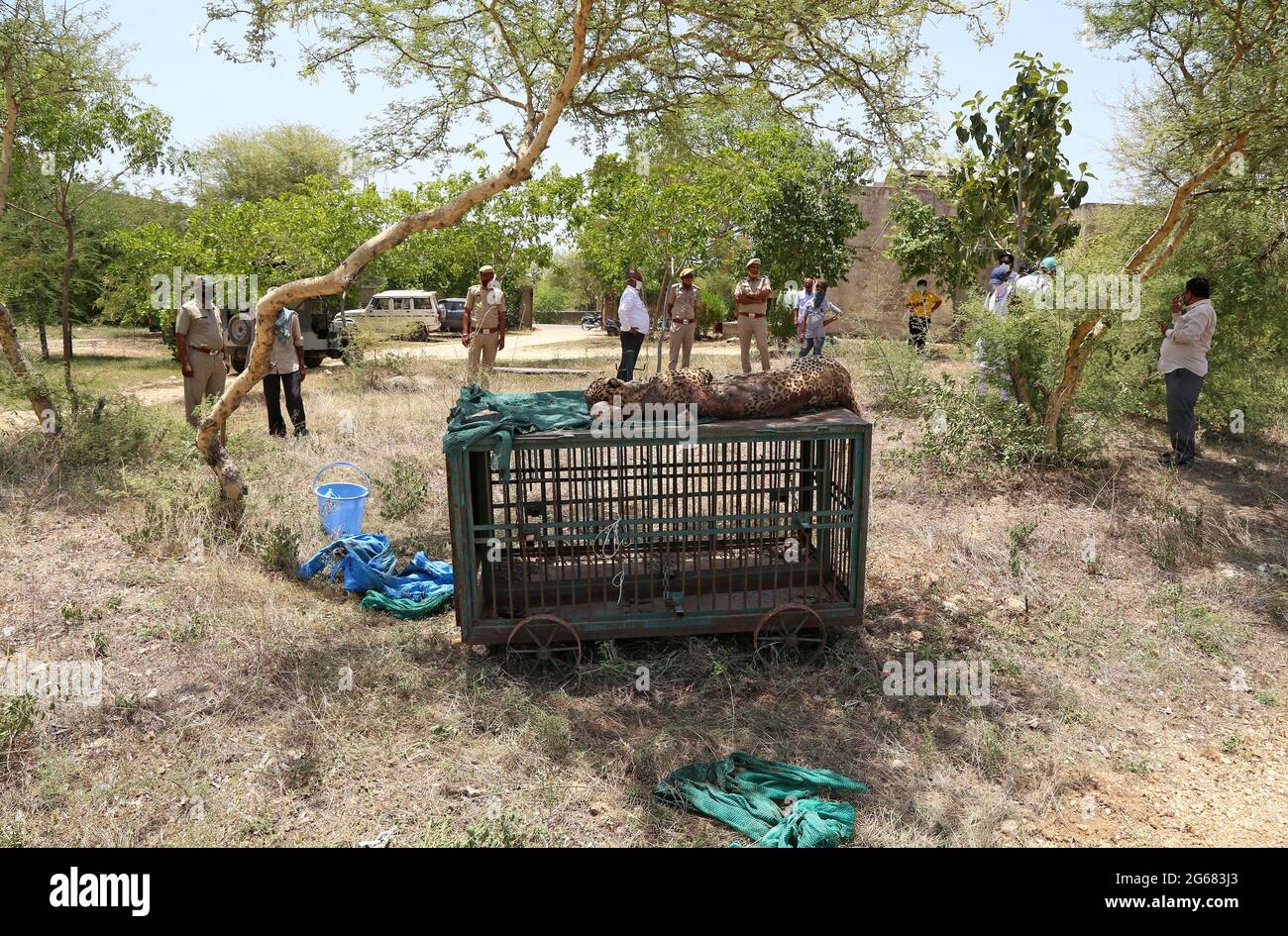 Beawar, Indien. Juli 2021. (7/1/2021) Tote Leiche eines erwachsenen weiblichen Panthers im Waldbüro in Beawar, gefunden am Eingang einer Höhle auf einem Berg in einem Dorf. Nach dem Sterbealter erzählte Doktor, dass Panther fünf bis sechs Jahre alt war. Sie starb vor vier bis fünf Tagen. Ihr Magen war leer und so starb sie an Hunger und Durst. Toter Panther wurde nach hinduistischen Ritualen eingeäschert. Panther stirbt Tag für Tag an mangelndem Schutz in Indien. (Foto von MD Niamul Hossain Rifat/Pacific Press/Sipa USA) Quelle: SIPA USA/Alamy Live News Stockfoto