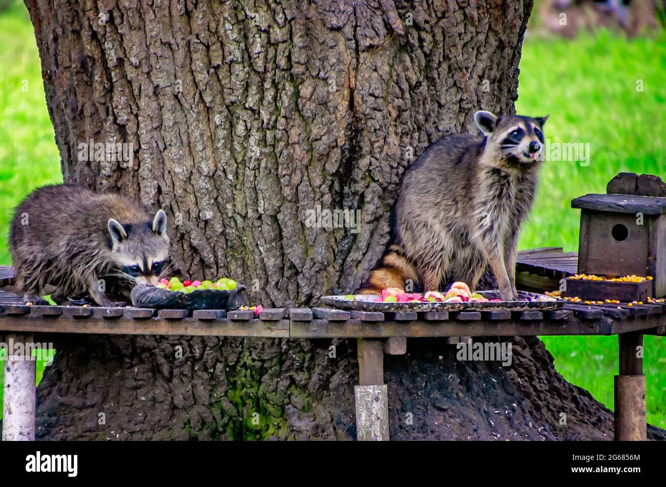 Wilde Waschbären essen eine Vielzahl von Früchten, Nüssen, Mais und zuckerfreien Cookies von einer Futterstation für Wildtiere im Hinterhof, 30. Juni 2021, in CODEN, Alabama. Stockfoto