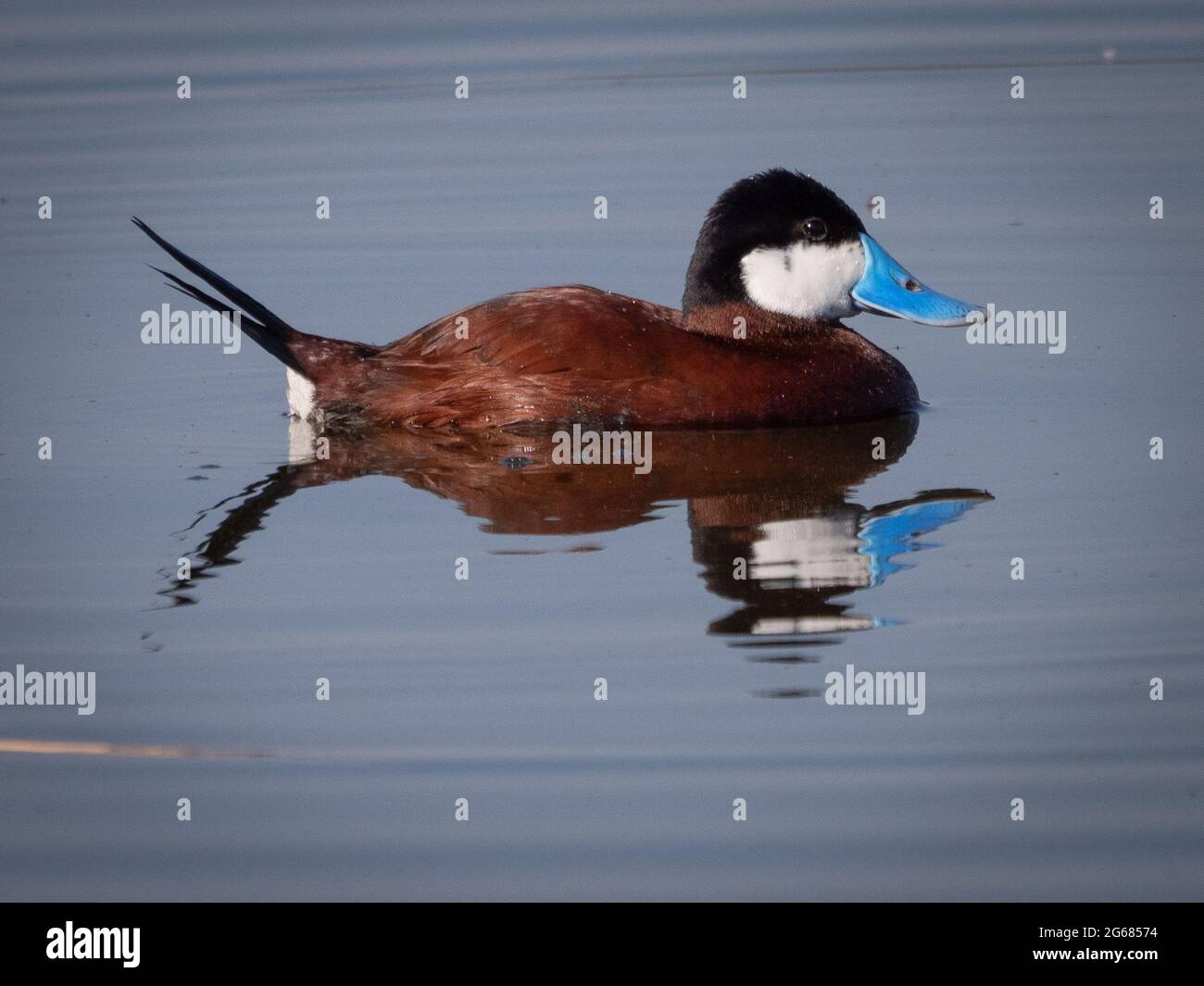 Eine einzelne Post-Ruddy-Ente zeigt für eine Frau in einem lokalen Teich nahe Flagstaff, Arizona. Stockfoto