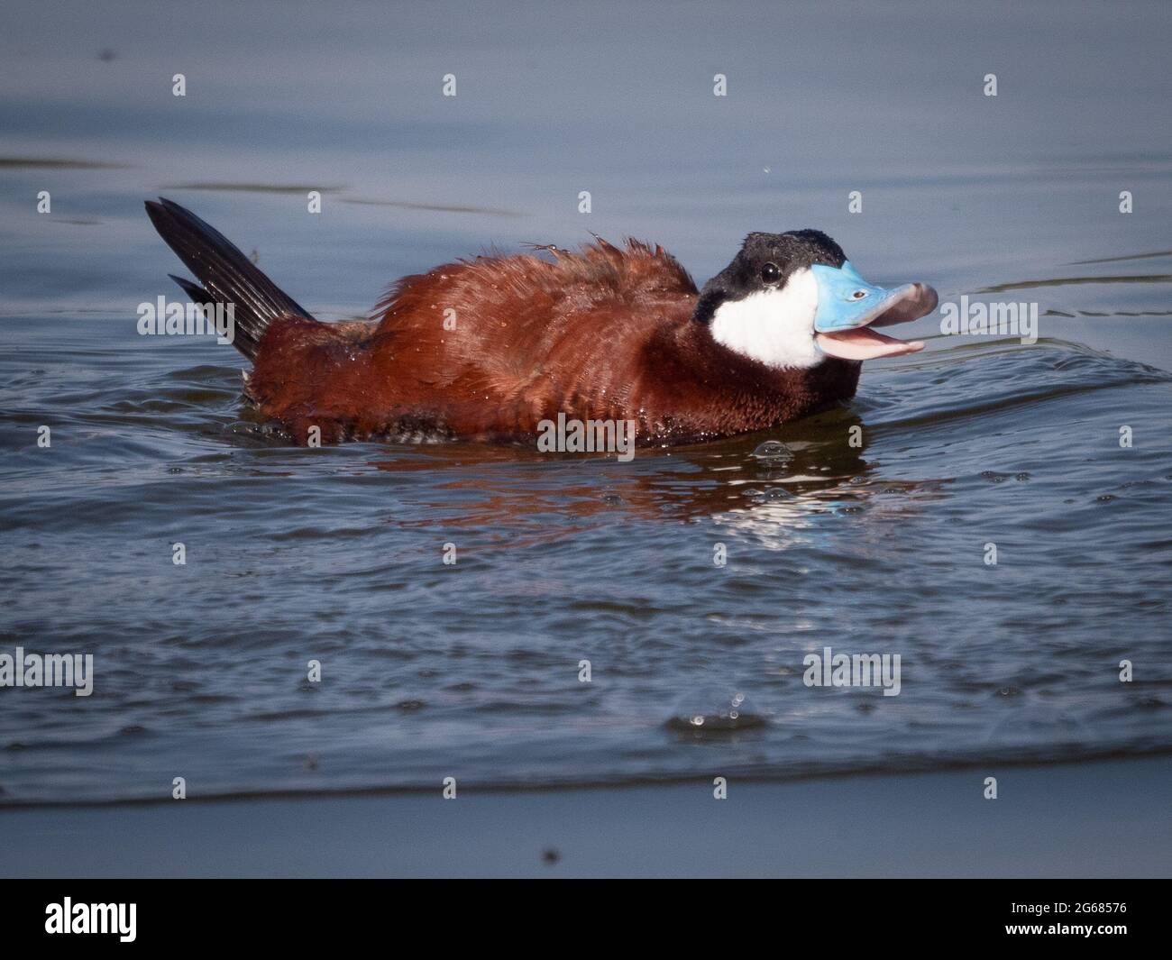 Eine einzelne Post-Ruddy-Ente zeigt für eine Frau in einem lokalen Teich nahe Flagstaff, Arizona. Stockfoto