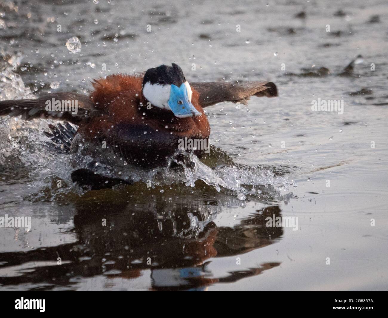 Eine männliche Ruddy-Ente mit blauem Schnabel streckt sich während eines Paarungsrituals vor einer Frau, die ständig unter Wasser taucht. Stockfoto