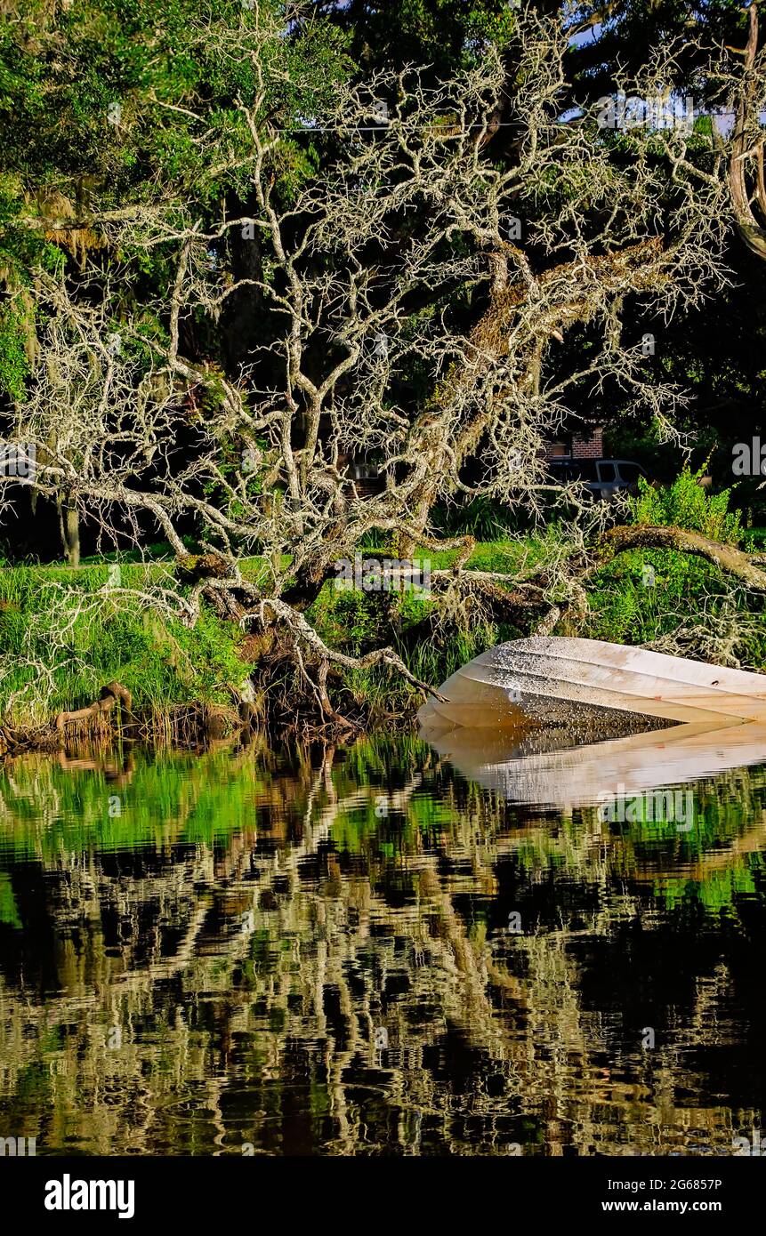 Eine sterbende lebende Eiche steht am Wasserrand neben einem versunkenen Boot am 1. Juli 2021 in CODEN, Alabama. Stockfoto