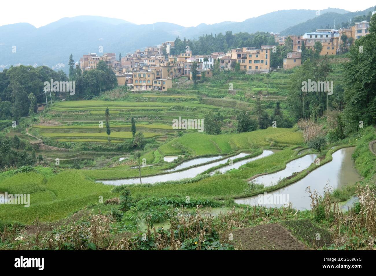 Erstaunliche Reisfelder eine Art Landwirtschaft in der Provinz Yunnan im Süden Chinas Stockfoto