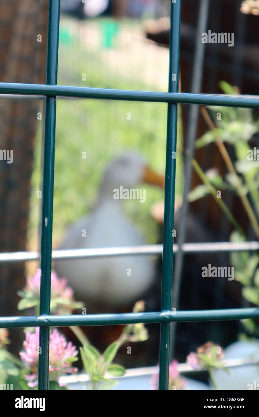 Unfokussiertes Bild der weißen Ente Bewohner der Lavendel Familie im Besitz Bauernhof Stockfoto