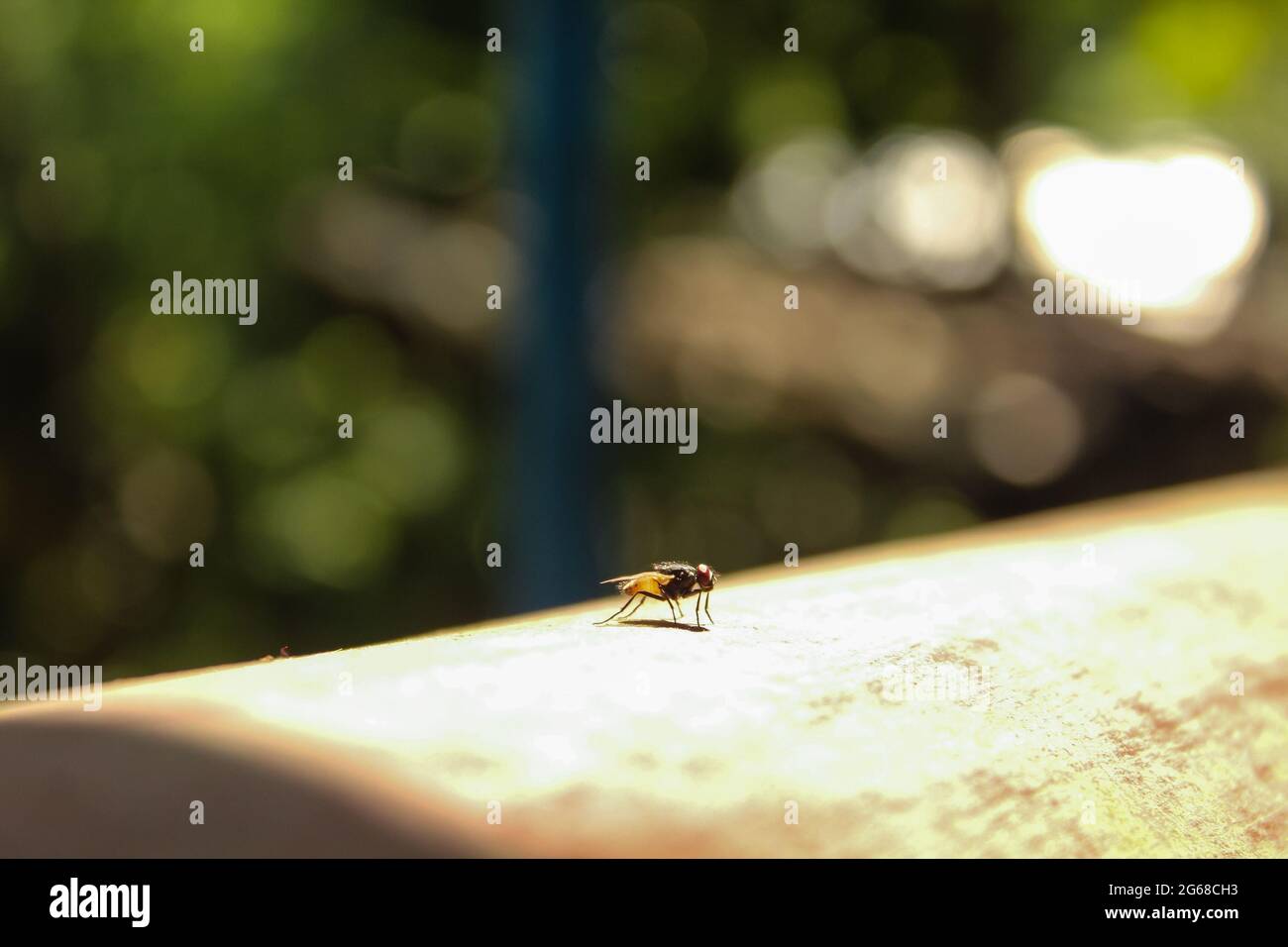 Biene im Sonnenlicht, asiatische Biene in der Natur Stockfoto