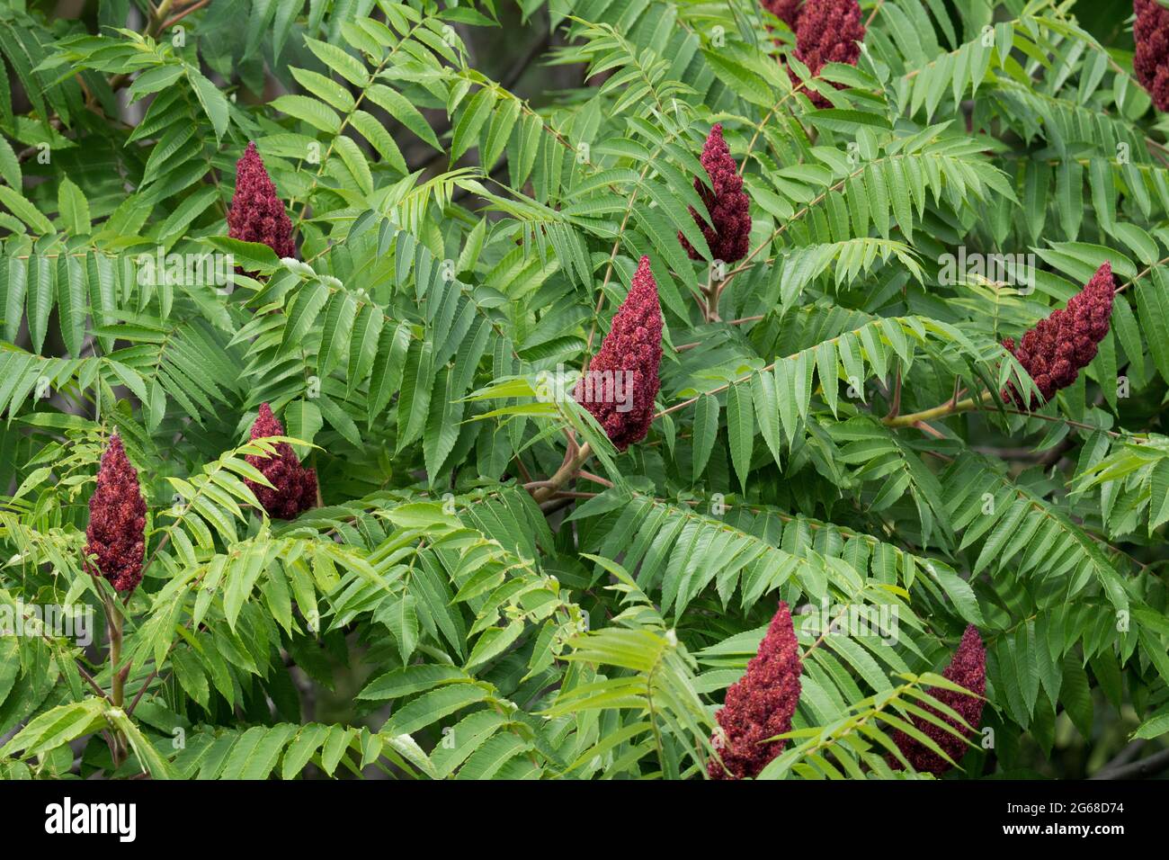 Staghorn Sumach (Rhus Typhina) Stockfoto