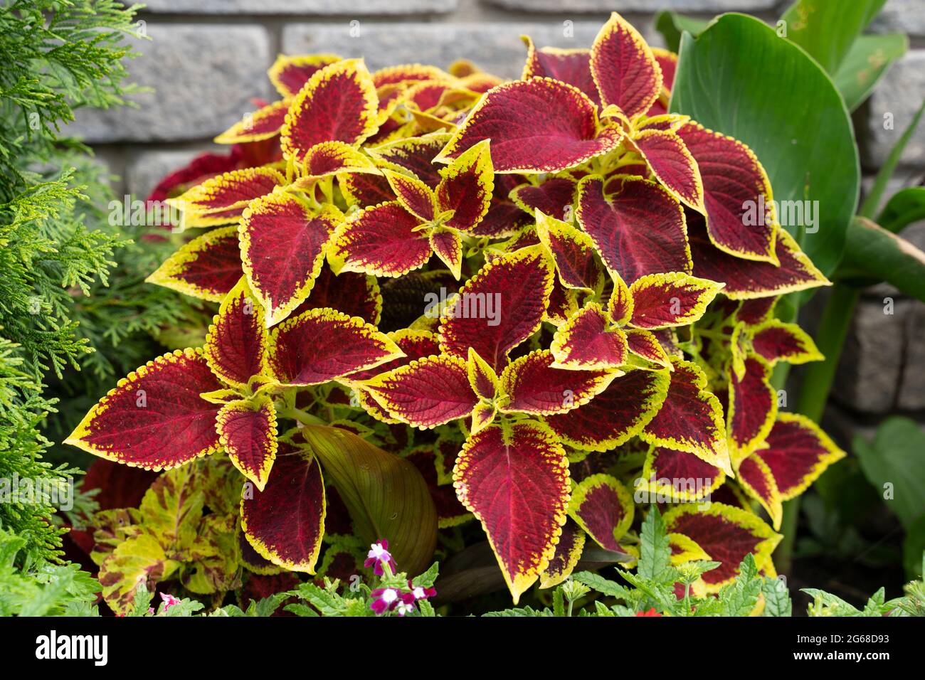 Coleus scutellarioides, Plectranthus scutellarioides Stockfoto