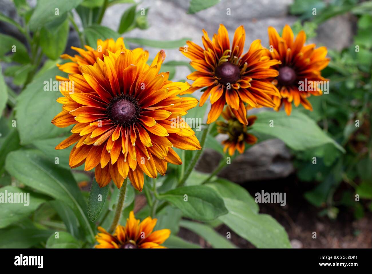 Nahaufnahme der Landschaft mit leuchtend roten, orangefarbenen und gelben, doppelt blühenden Rudbeckia-Hirta-Blüten in einem sonnigen Sommergarten Stockfoto