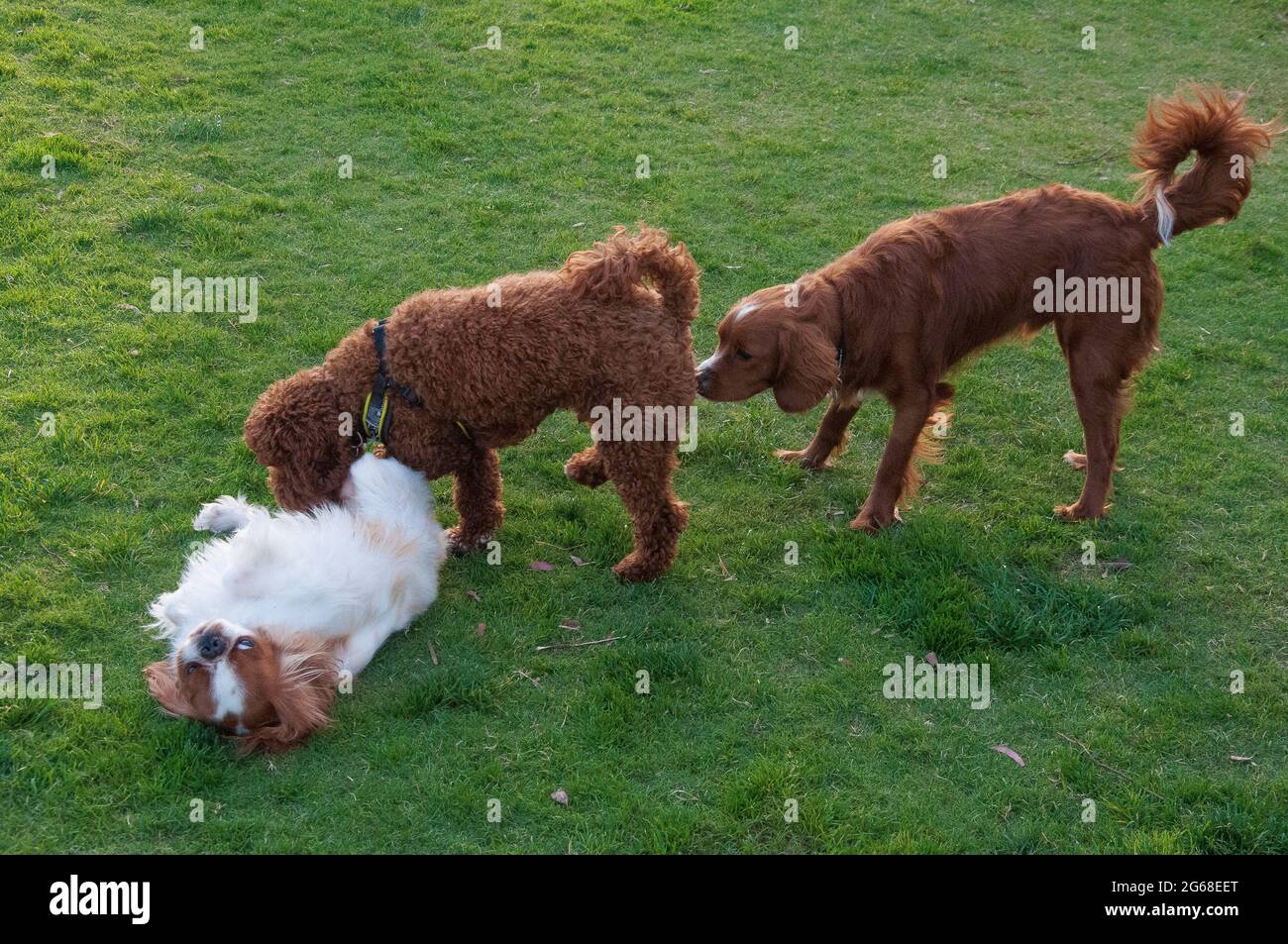 Drei Hunde verschiedener Rassen - King Charles Spaniel, Labradoodle und Nova Scotia Duck Tolling Retriever - treffen sich in einem öffentlichen Park Stockfoto