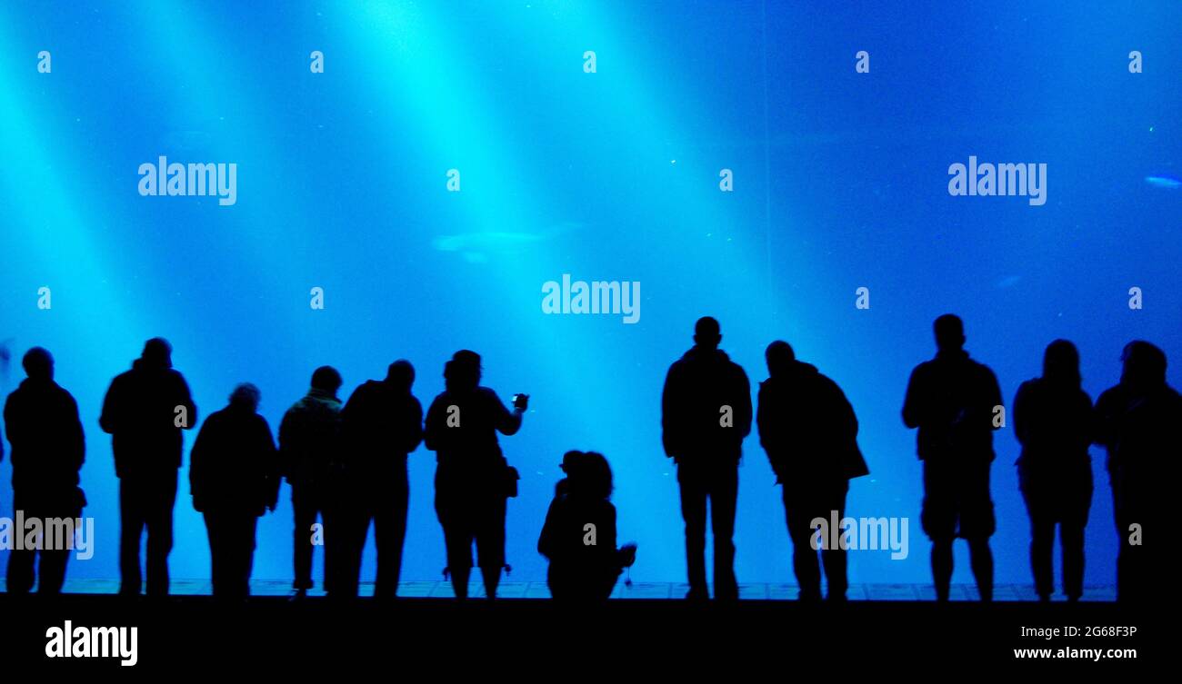 Silhouette Von Menschen Die Meerestiere Im Monterey Bay Aquarium Kalifornien Beobachten Stockfotografie Alamy