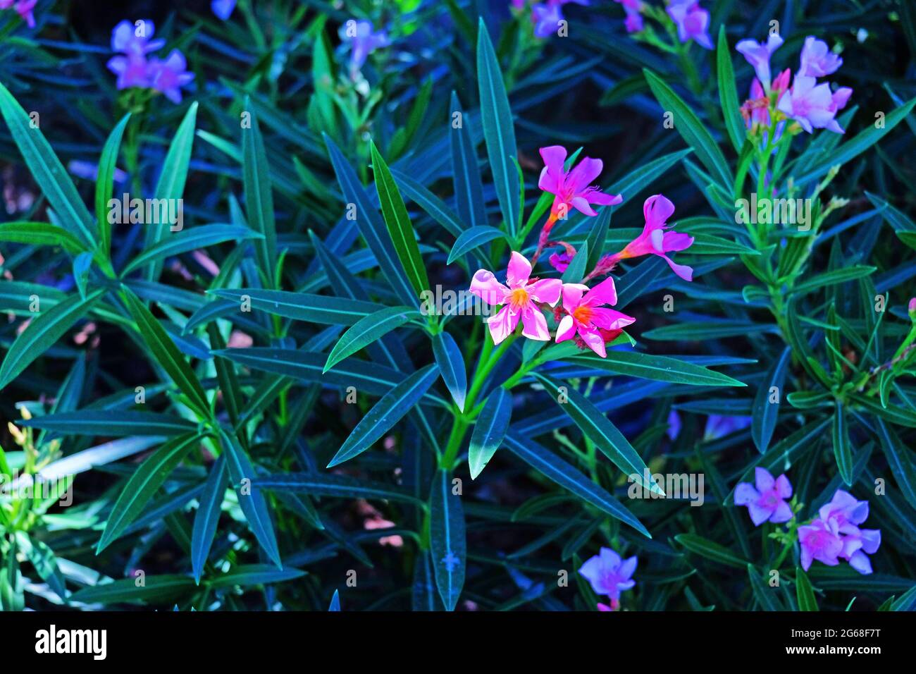 Fünf Blütenblätter Blumen auf grünen Blättern Hintergrund im Garten 1 Stockfoto