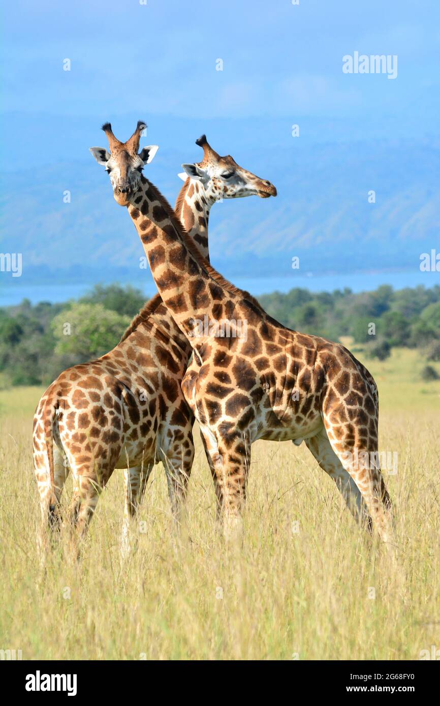 UGANDA. MURCHISON FALLS NATIONAL PARK. GIRAFFE MIT EINER HOCHZEITSPARADE. Stockfoto