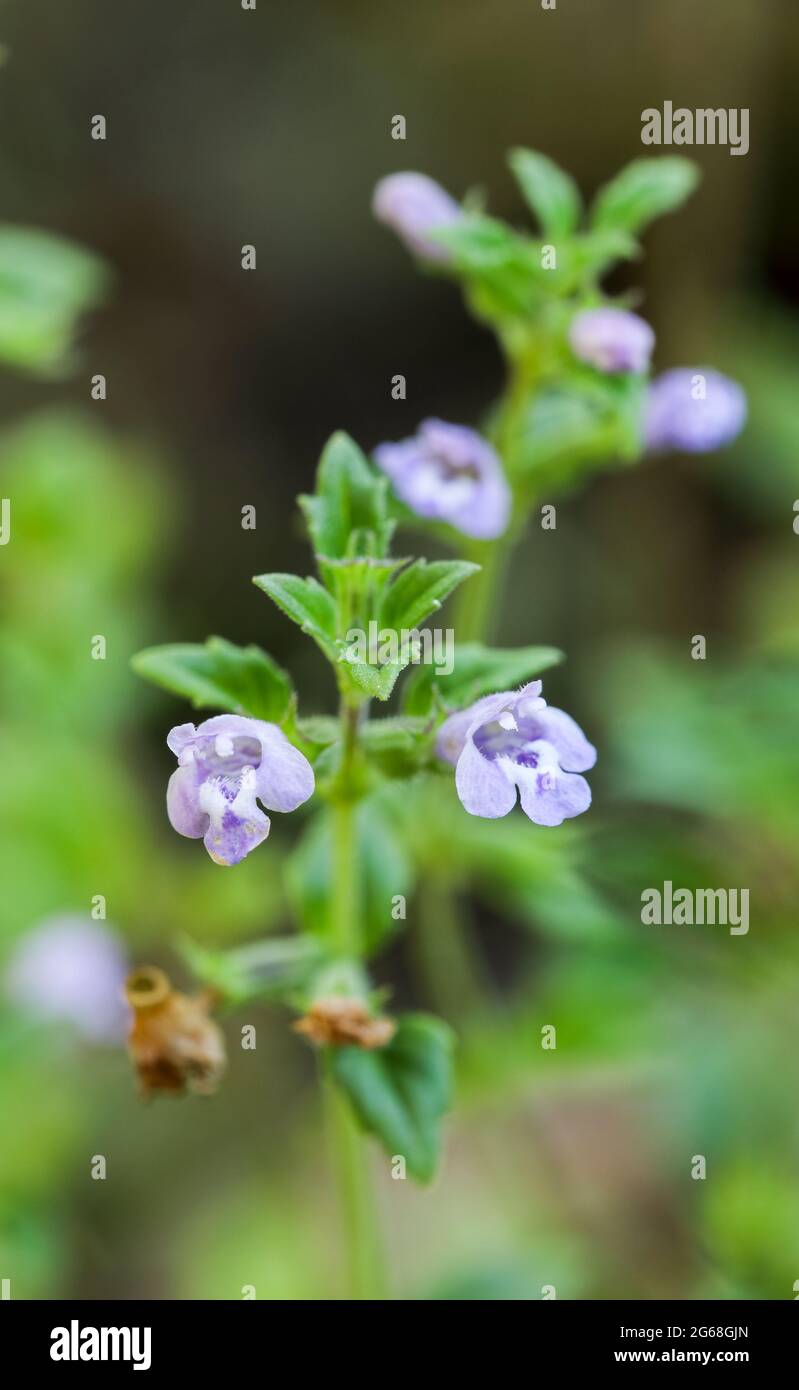 Basil Thyme (Clinopodium achines) Stockfoto