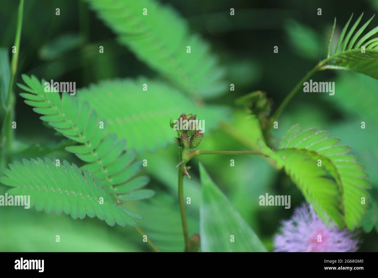 Mimosa pudica Blume Knospe mit Blättern. Auch als empfindliche Pflanze, verschlamme Pflanze, Action-Pflanze, Touch-Me-Not, Schampflanze Stockfoto