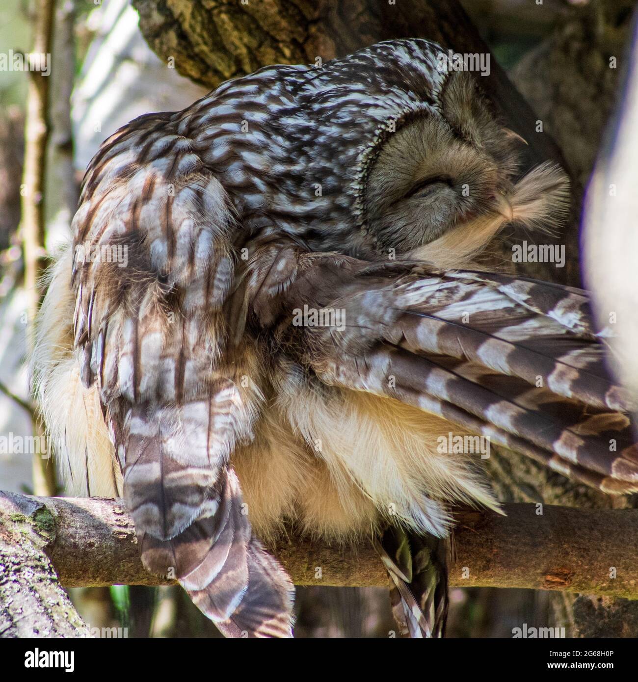 Uralkauz (Strix uralensis) sitzt auf einem Zweig, der seine Federn aufreibt Stockfoto