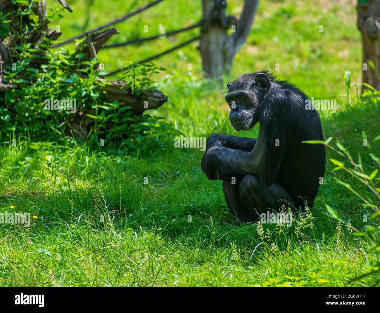 Ein Schimpansen, der auf dem Rasen im Pongoland des Zoos Leizpzig sitzt Stockfoto