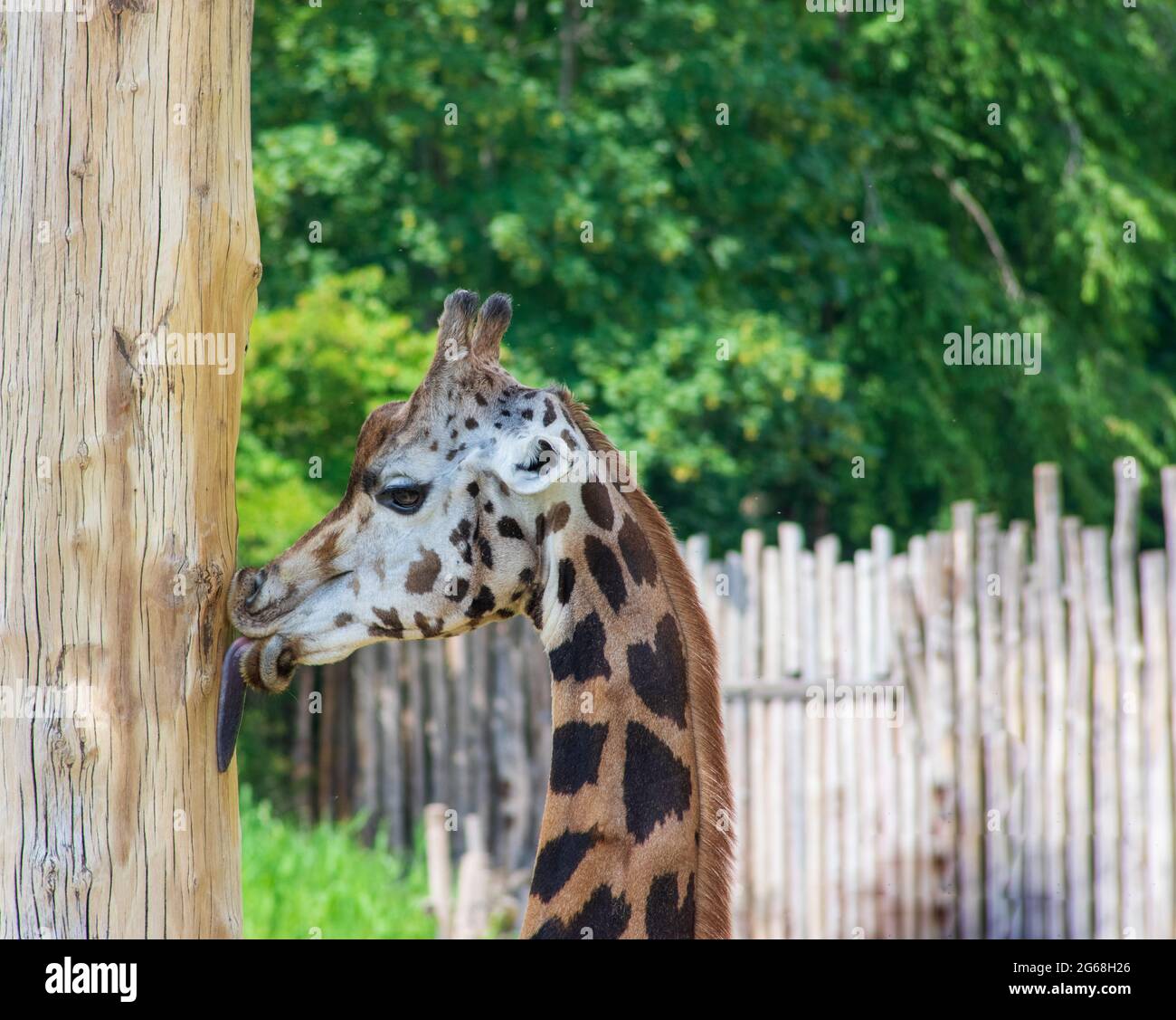Porträt einer kleinen Giraffe, die eine Holzpost im Zoo Leipzig leckt Stockfoto