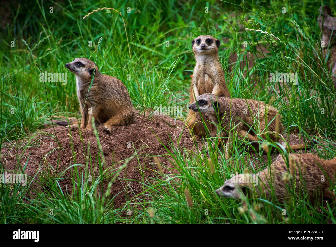 Eine Gruppe von warnungsmäßigen Erdmännchen (Suricata suricatta), die im Gras sitzen Stockfoto