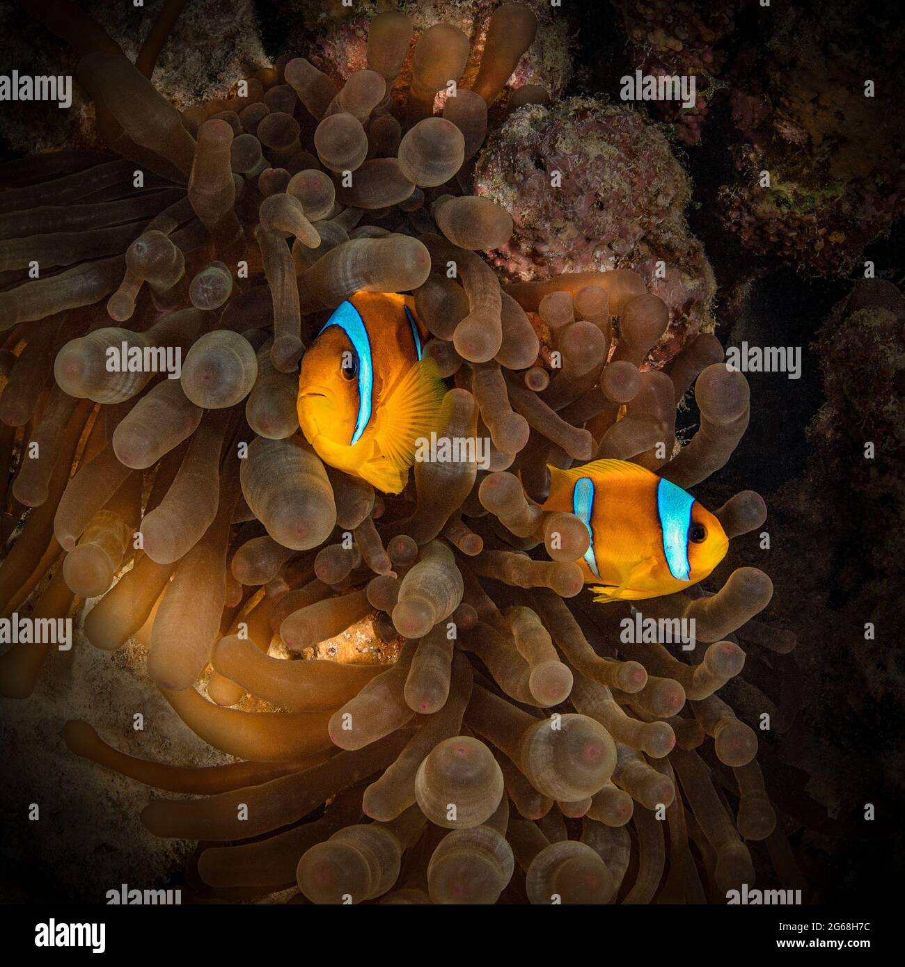 Anemonfische aus dem Roten Meer (Amphiprion bicinctus). Unterwasserwelt des Korallenriffs in der Nähe der Makadi Bay, Ägypten Stockfoto