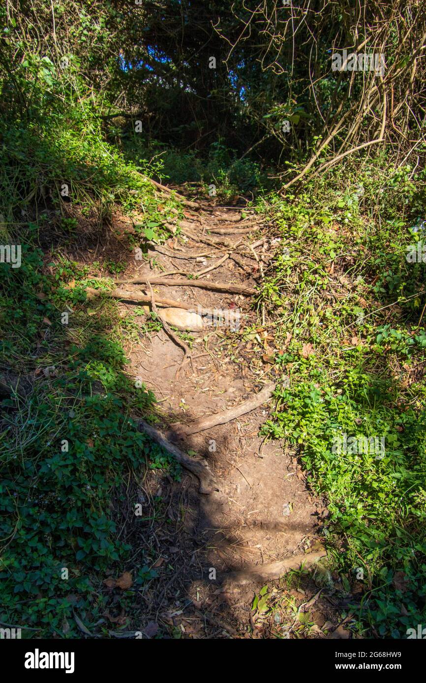 Ein geheimer Pfad führt über Stufen von den Baumwurzeln in den dunklen Wald Stockfoto