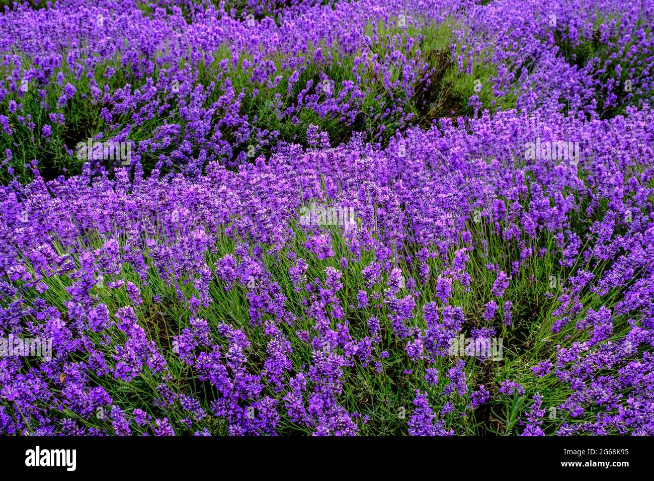 Lavendel in voller Blüte, wächst auf einem Feld. Stockfoto