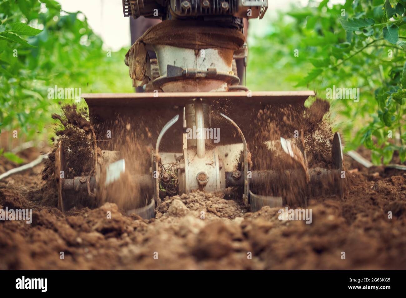 Bauer mit einem Maschinengrubber gräbt den Boden im Gemüsegarten. Tomaten Pflanzen in einem Gewächshaus.Gartenbau, Landwirtschaft Stockfoto