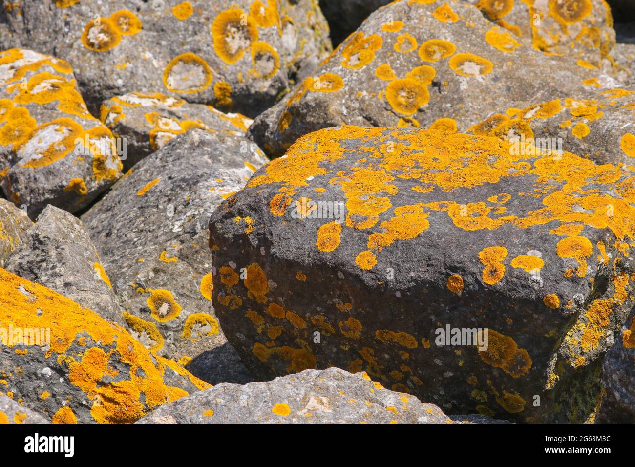 Eine Masse von gelben Flechten, Xanthoria parietina, wächst auf Felsen. Stockfoto
