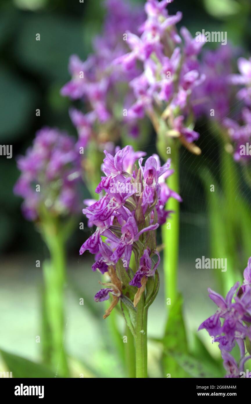 Violette/rosa gemeine gepunktete Orchidee 'Dactylorhiza fuchsii' Blumen, die im Alpenhaus im RHS Garden Harlow Carr, Harrogate, Yorkshire, Großbritannien, angebaut werden. Stockfoto
