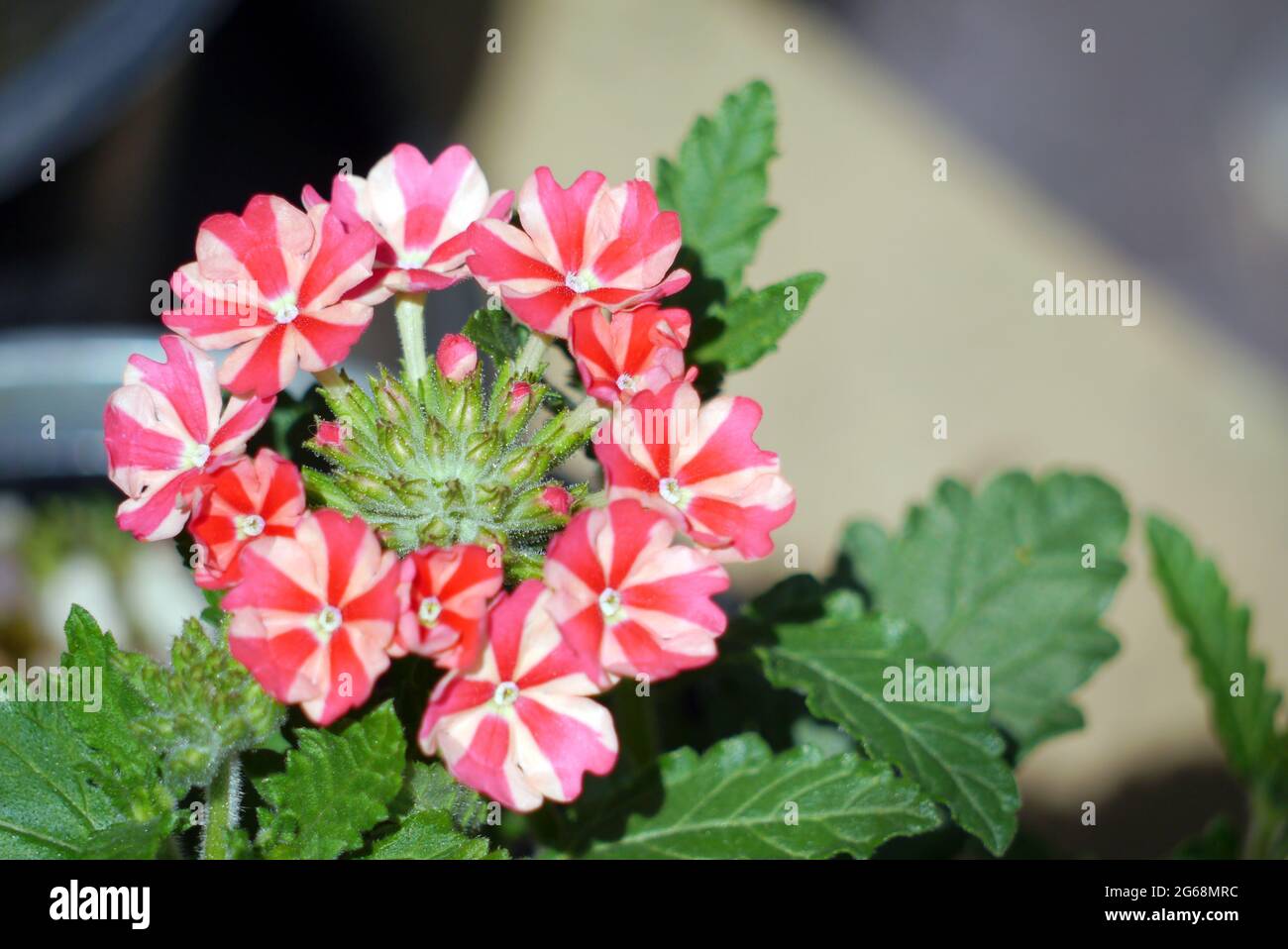 Rosa sternförmig/weiß gestreift „Estrella Pink Star“ Verbena blüht in voller Sonne, an einer Grenze in einem englischen Landgarten, Lancashire, England. Stockfoto