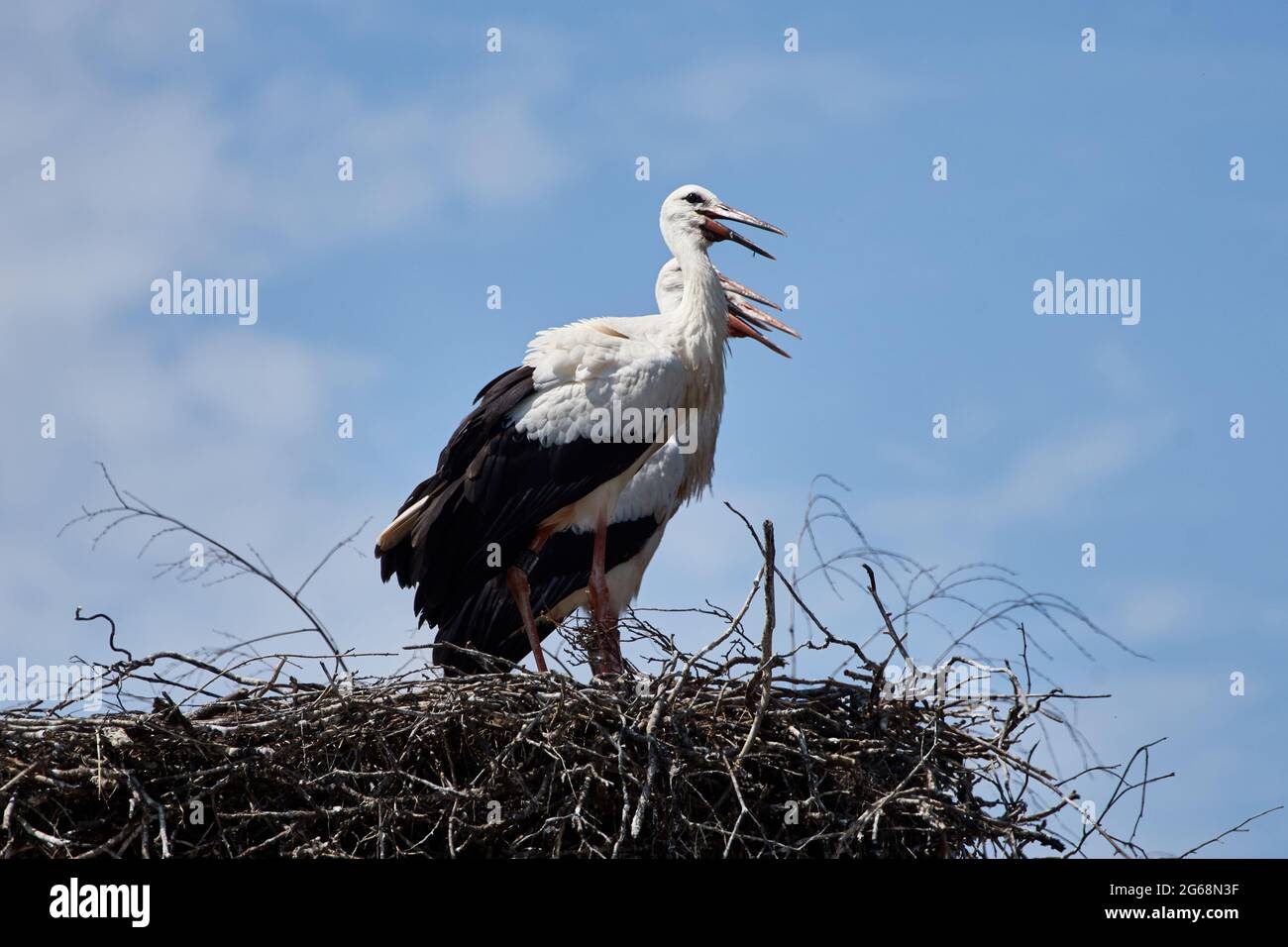 Drei Weißstörche (Ciconia ciconia) stehen an einem Sommertag mit blauem Himmel in ihrem Nest Stockfoto