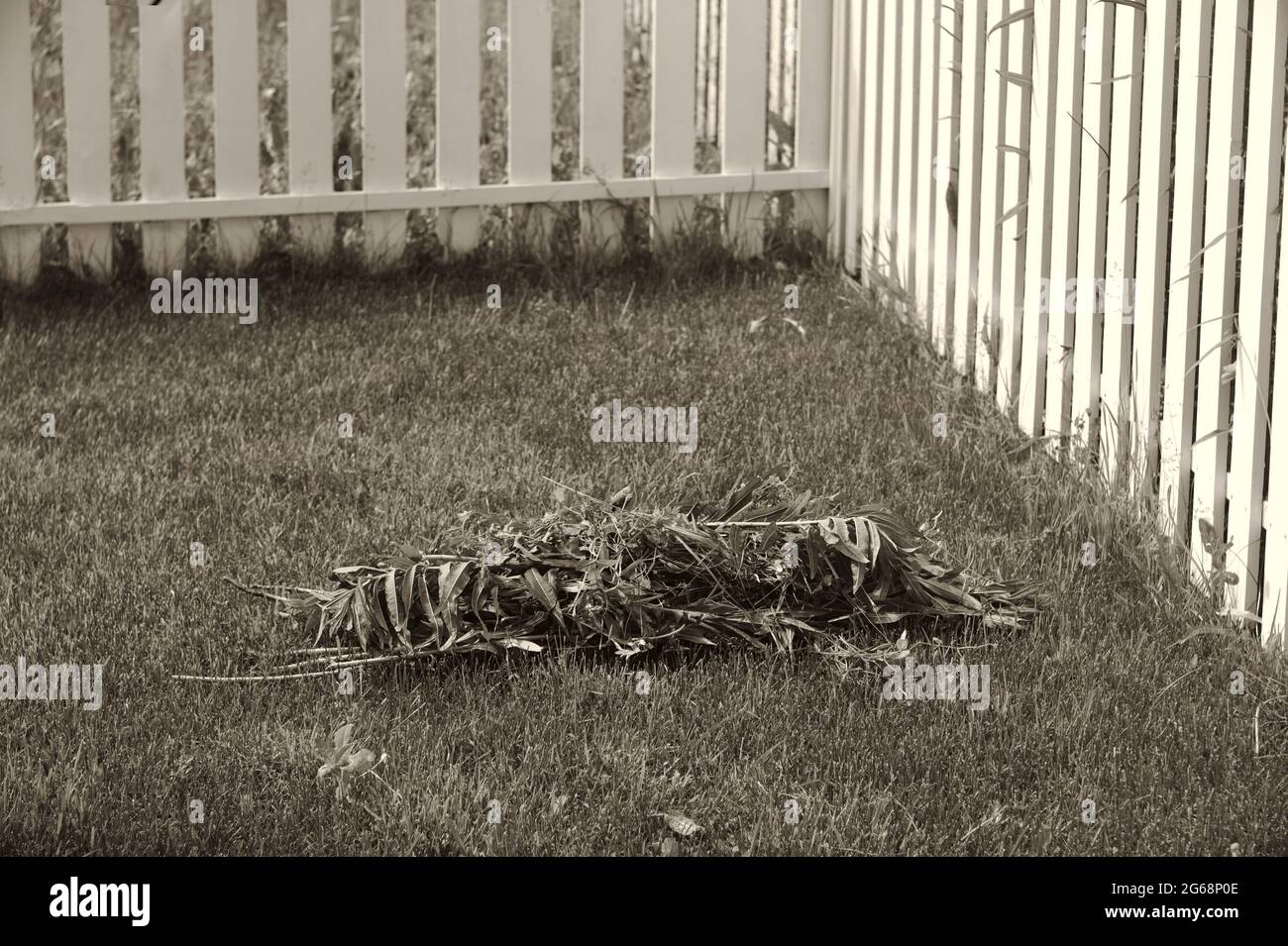 Entfernen von Unkraut in der Nähe eines Zauns, Konzept einer Rasenpflege, in schwarz und weiß Stockfoto
