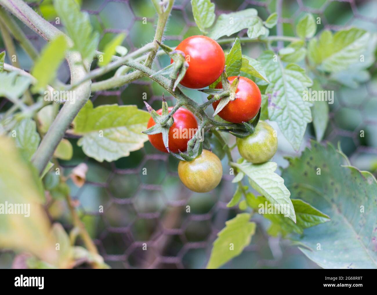 Kirschtomaten-Pflanze mit roten Tomatenfrüchten wächst Stockfoto