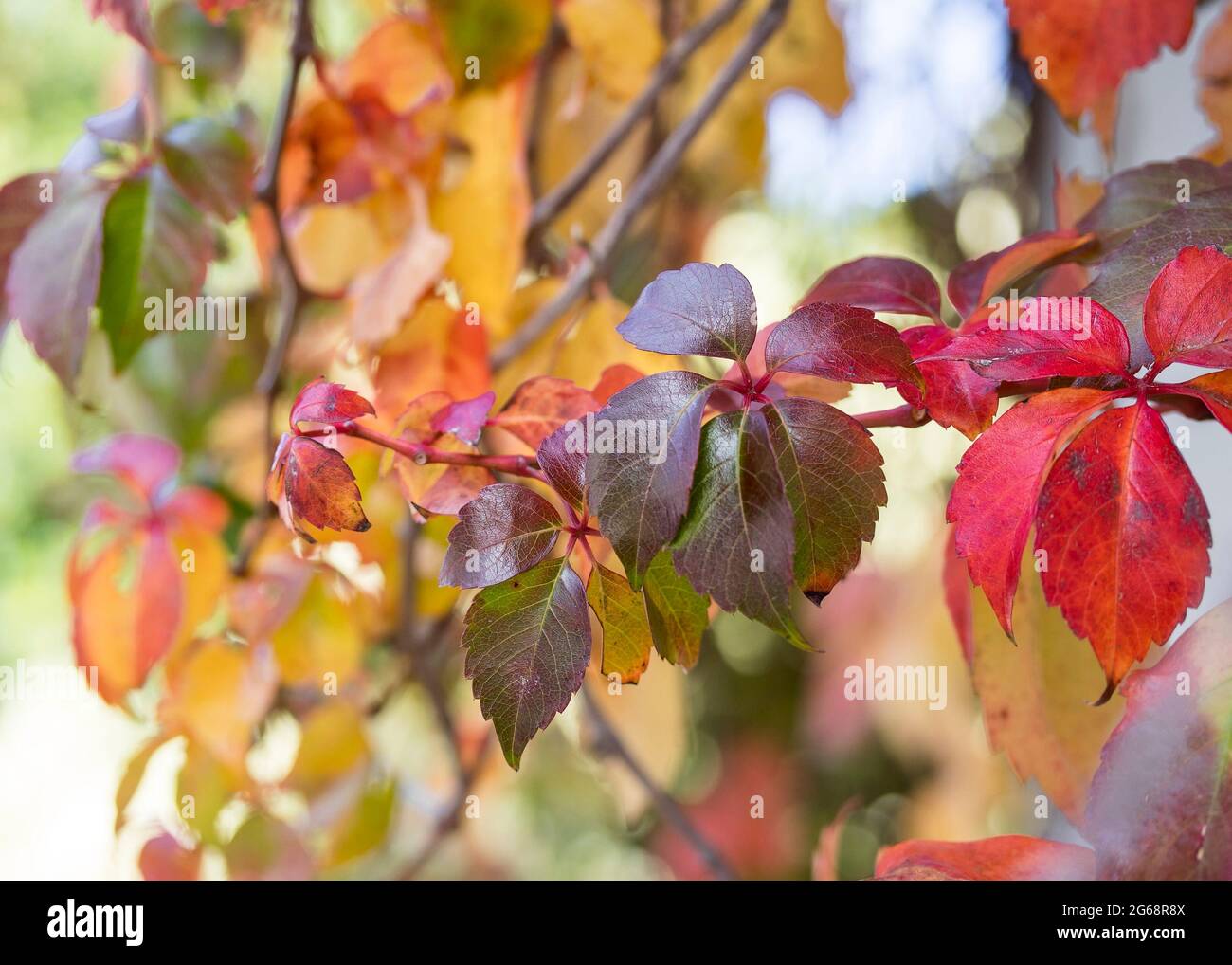 Nahaufnahme einer Pflanze im Herbst Blätter mit hellen und mehrfarbigen Laub Stockfoto
