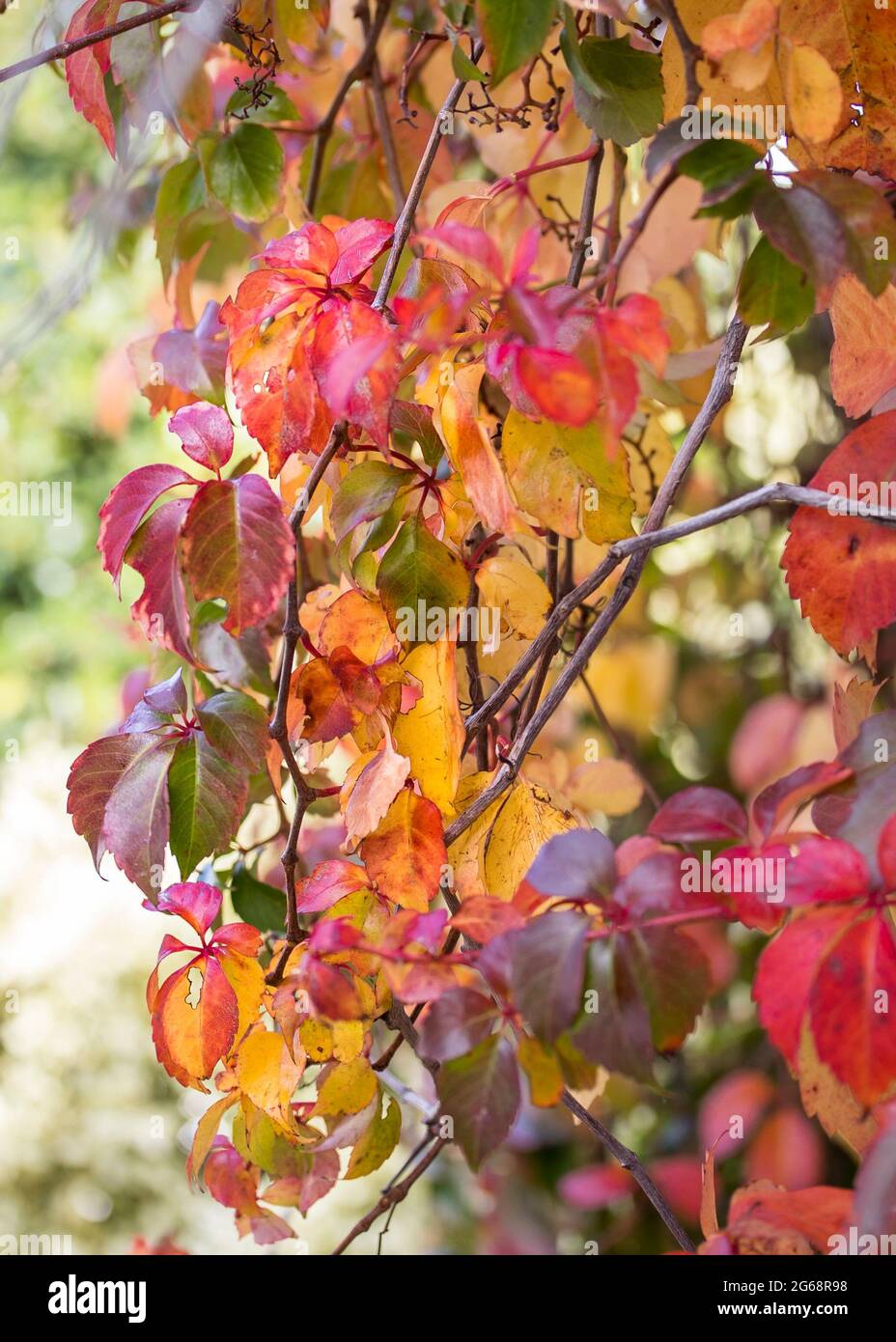 Nahaufnahme einer Pflanze im Herbst Blätter mit hellen und mehrfarbigen Laub Stockfoto