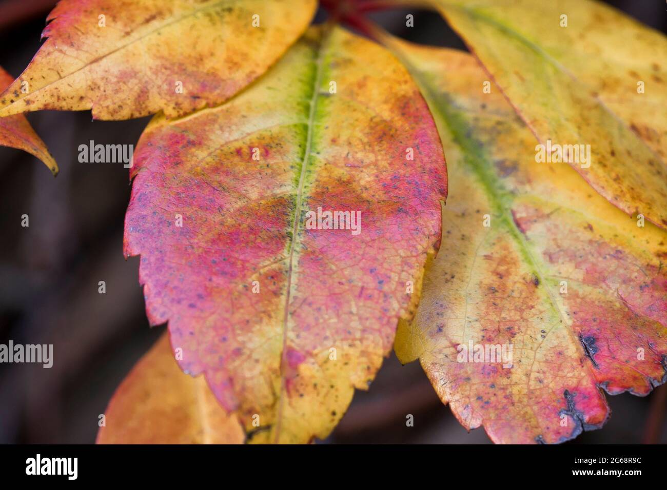 Nahaufnahme einer Pflanze im Herbst Blätter mit hellen und mehrfarbigen Laub Stockfoto