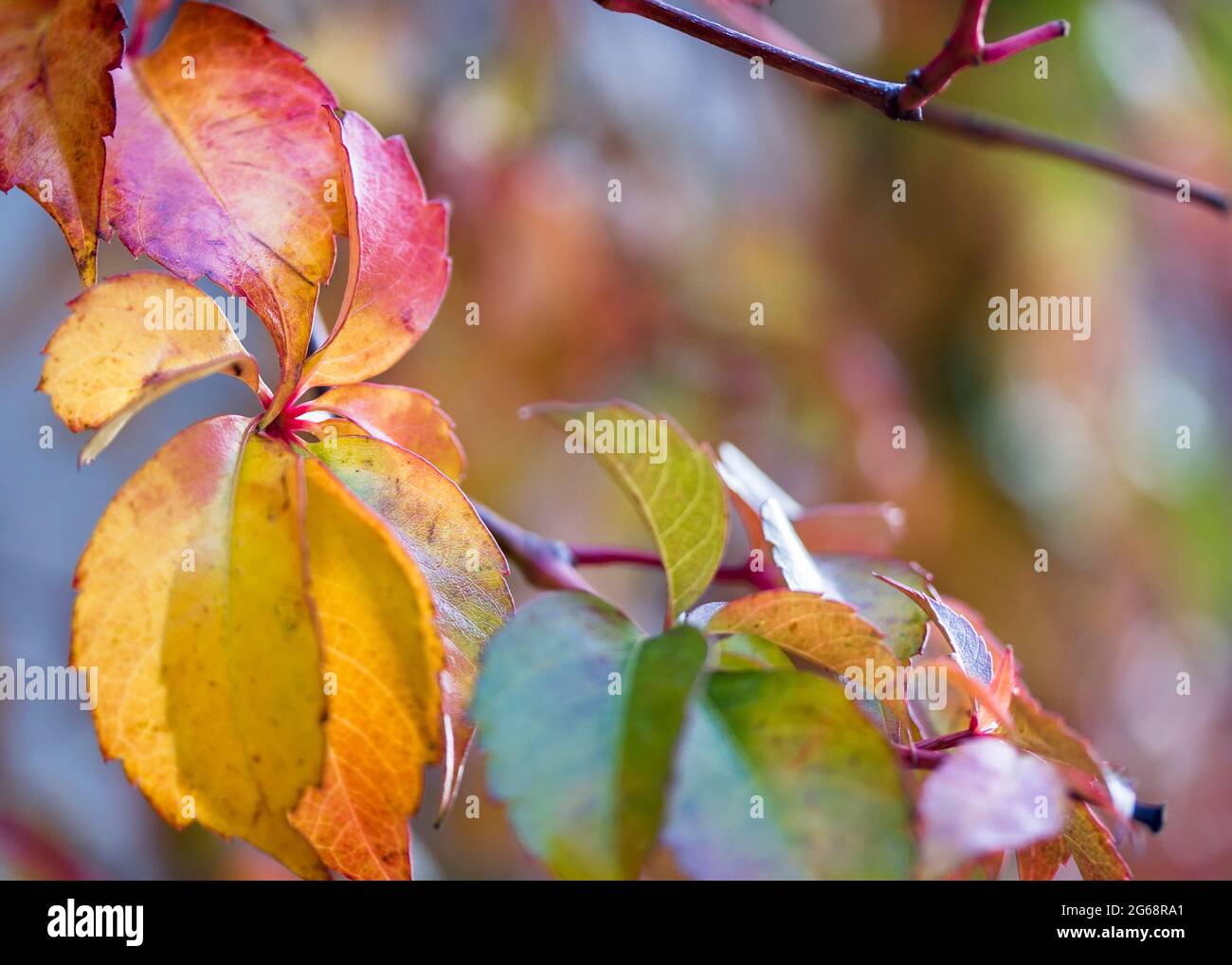 Nahaufnahme einer Pflanze im Herbst Blätter mit hellen und mehrfarbigen Laub Stockfoto
