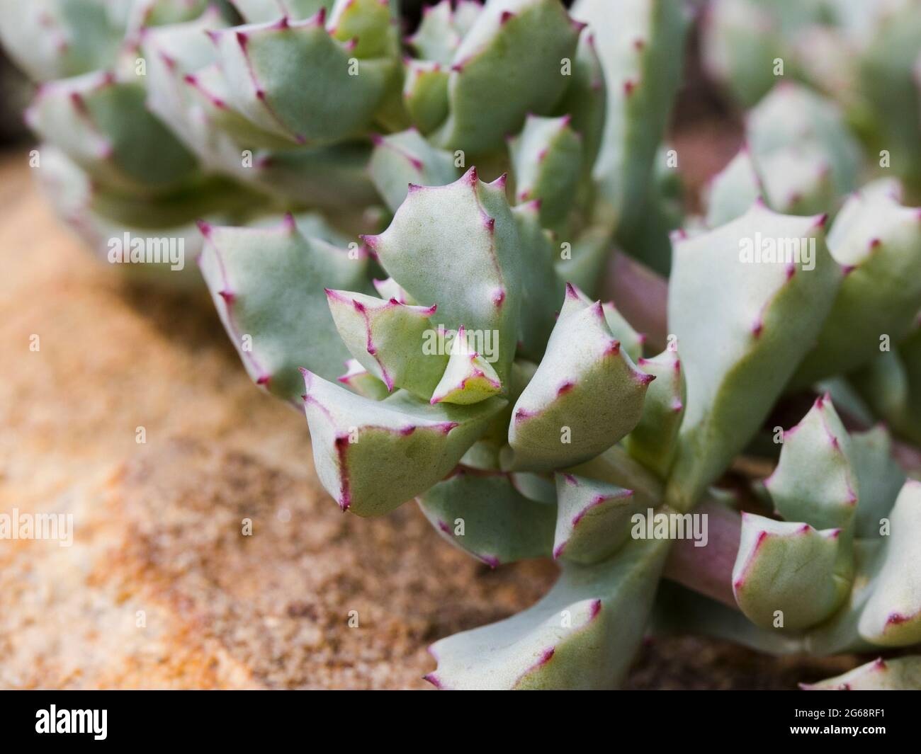 Nahaufnahme der hellgrünen Blätter der Zahnfeige-Pflanze (Oscularia) Stockfoto