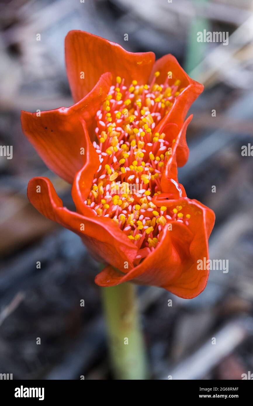 Gefleckte Blutsilienblüte (Haemanthus coccineus), die aus dem Boden wächst, in der Nähe der Blume mit leuchtend orangefarbenen Blütenblättern Stockfoto