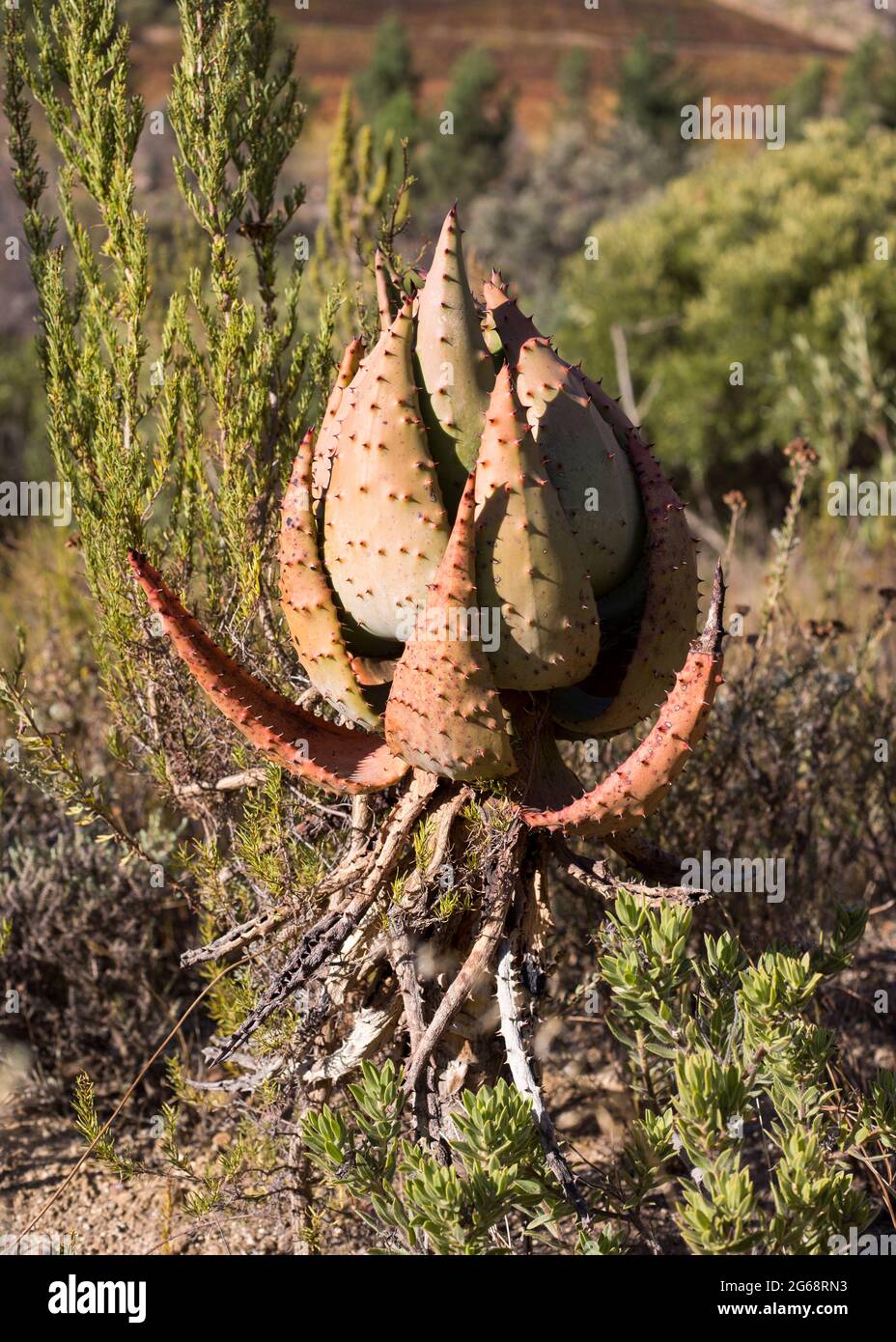 Aloe Vera Pflanze in Braun Blumentopf auf Holz Mbel gegen graue Wand  Stockfotografie - Alamy