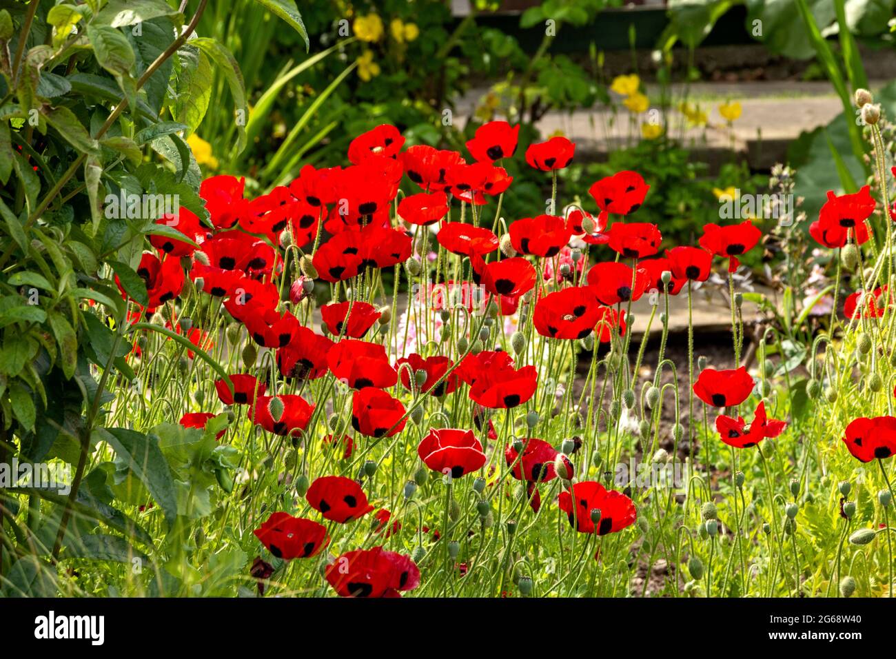 MARIENKÄFER MOHNBLUMEN Papaver commutatum ‘Marienkäfer’ WÄCHST IN EINEM GARTEN IM FRÜHSOMMER Stockfoto