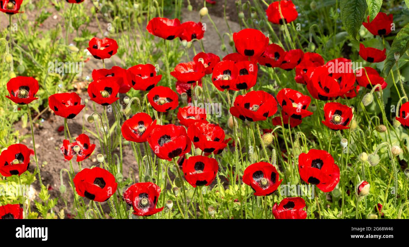 MARIENKÄFER MOHNBLUMEN Papaver commutum ‘Marienkäfer’ IN EINEM GARTEN IM FRÜHSOMMER Stockfoto