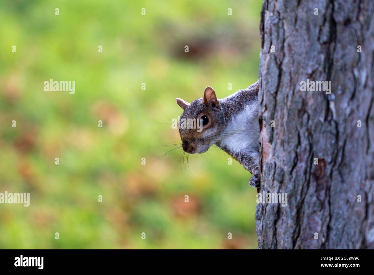 Eichhörnchen schaut mich an Stockfoto