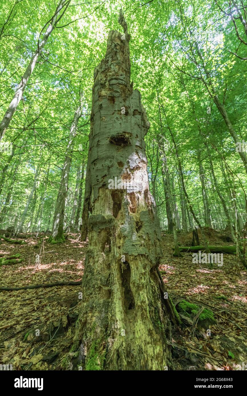 Stehender toter Holzstamm im Naturschutzgebiet Stockfoto