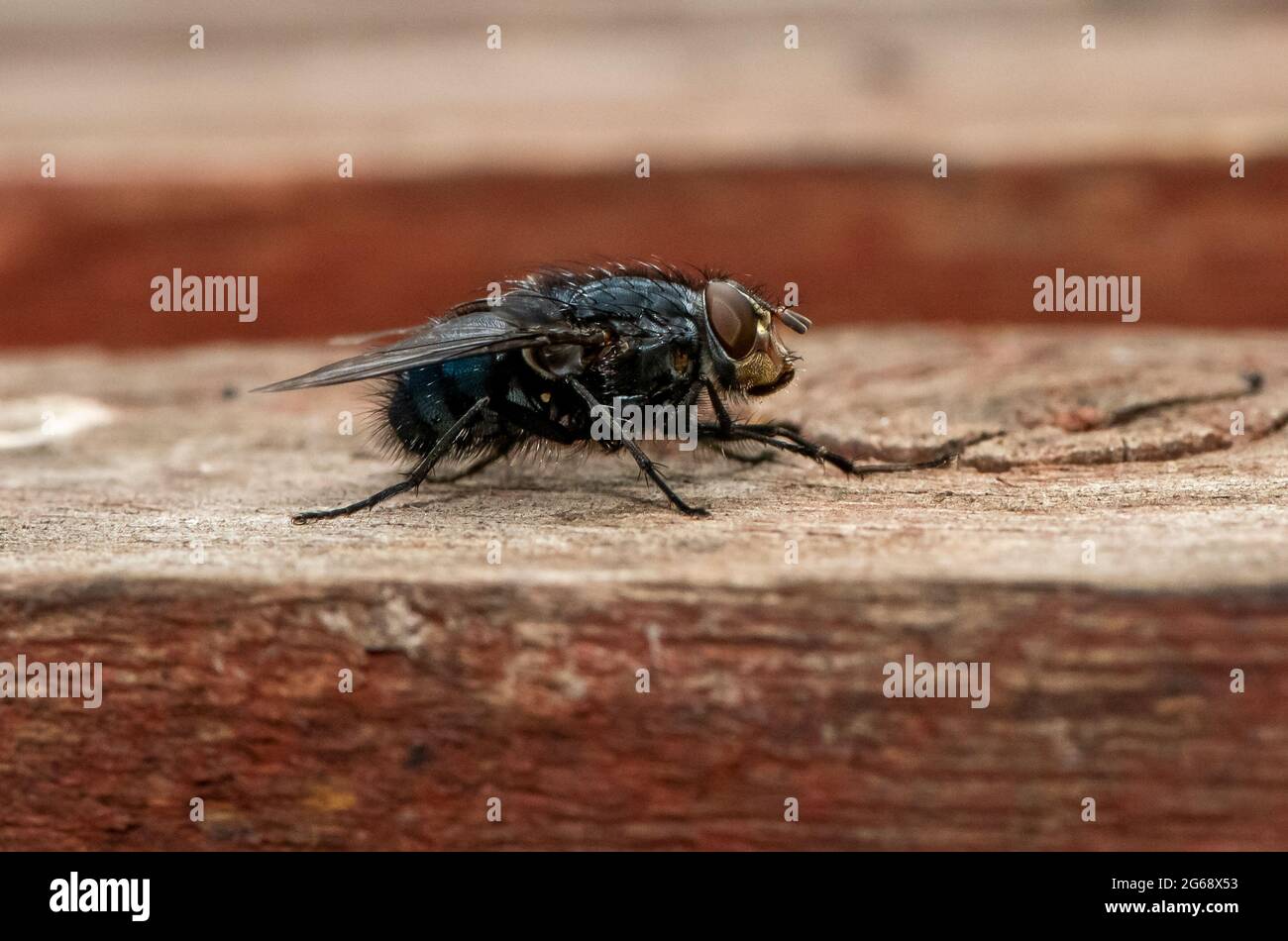 A Blowfly, Chipping, Preston, Lancashire, Großbritannien Stockfoto