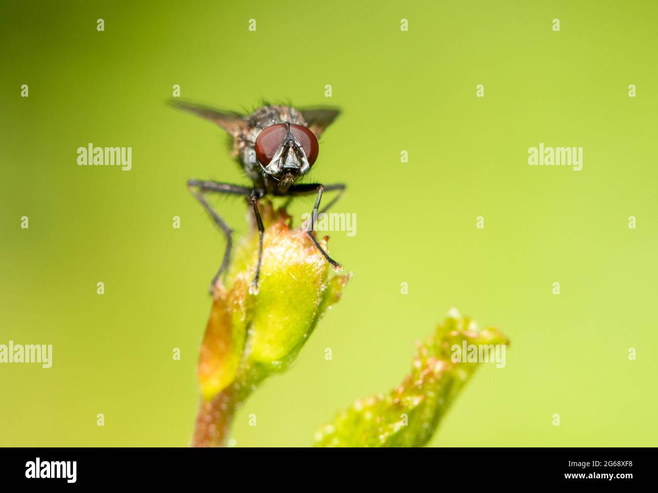 A Tiger Fly, Chipping, Preston, Lancashire, Großbritannien Stockfoto