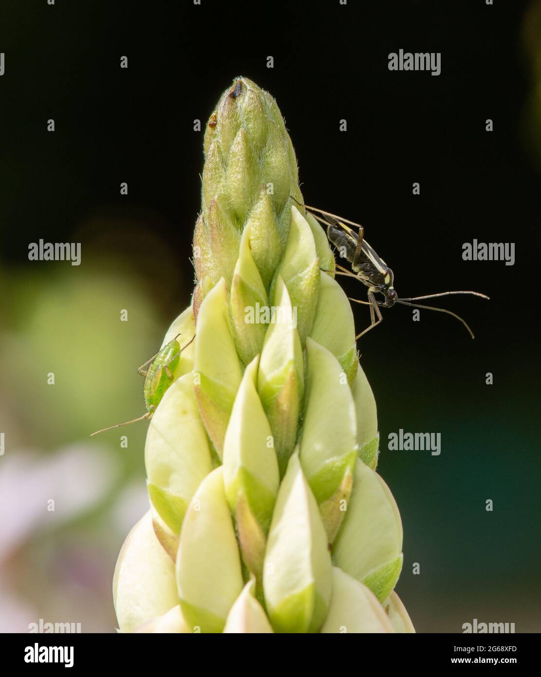 A Plant Bug, Chipping, Preston, Lancashire, Großbritannien Stockfoto